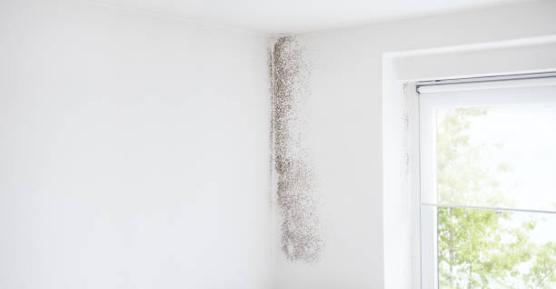Best Attic Mold Removal  in Harper, TX